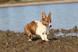 CORGI CARDIGAN 226